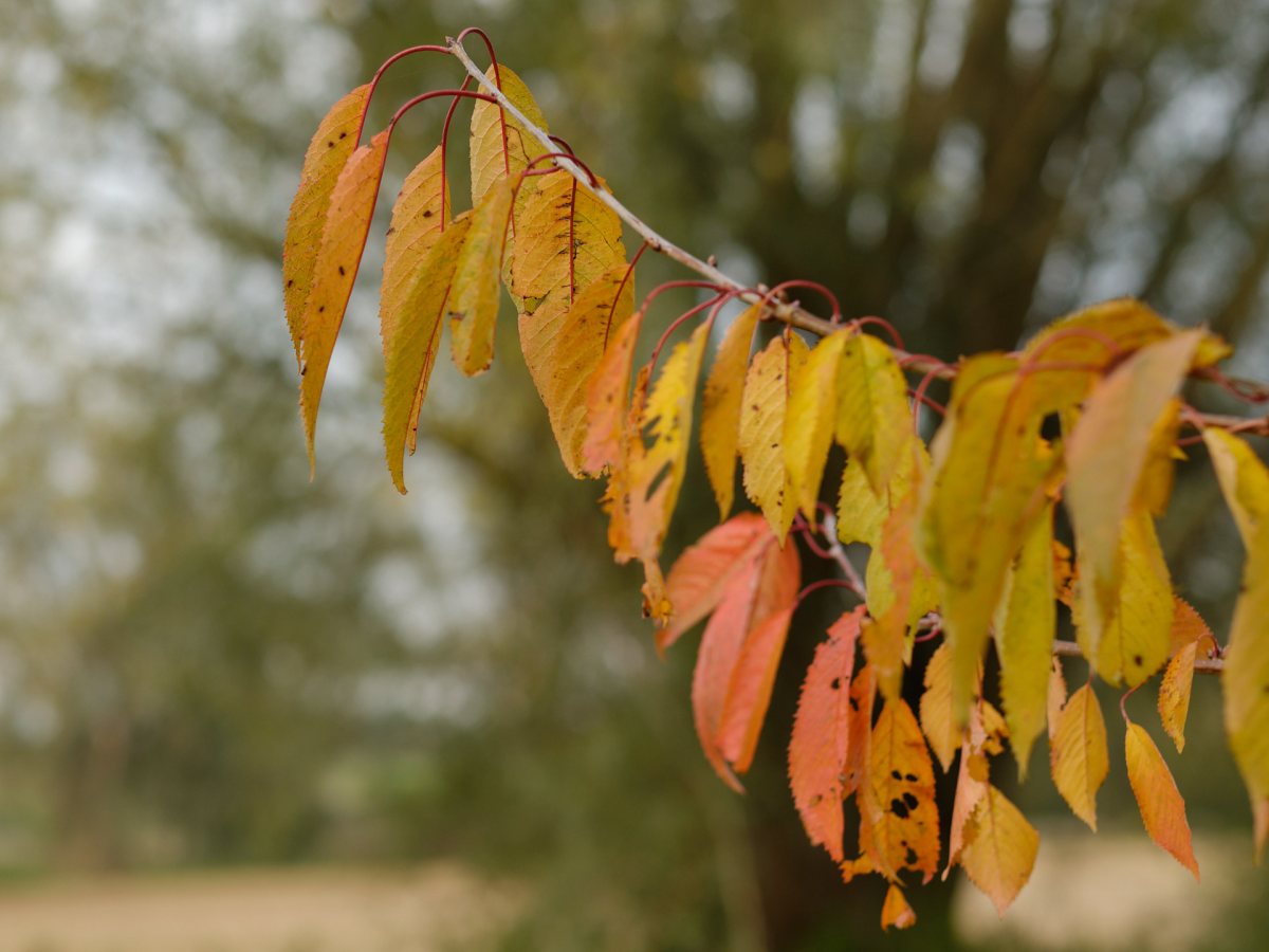Colourful Autumn Leaves
